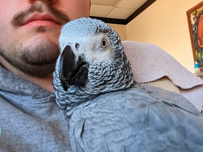 African grey 1 African grey 1
