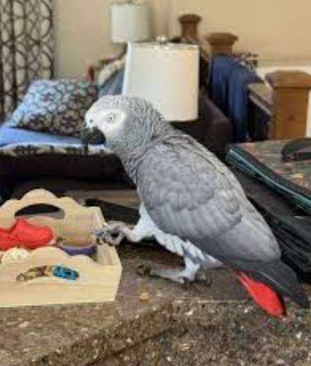 African grey 2 African grey 2
