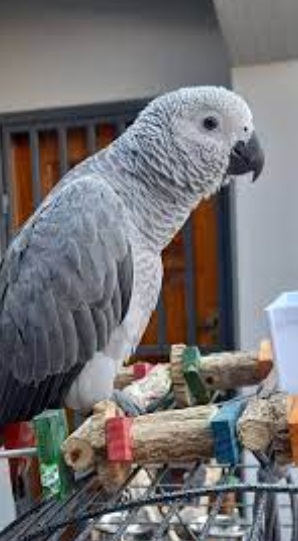 African grey 3 African grey 3