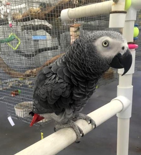 African grey 4 African grey 4