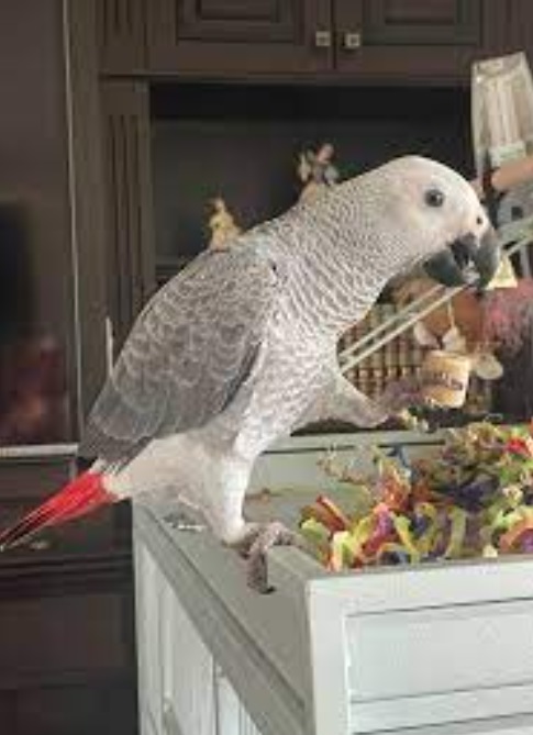 African grey 5 African grey 5