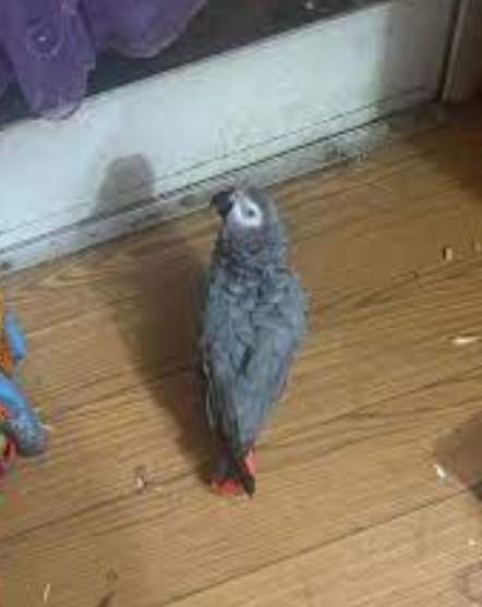 African grey 6 African grey 6