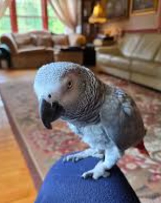 African grey 7 African grey 7