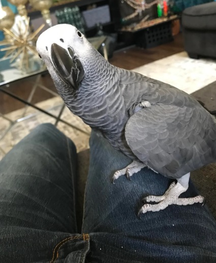 African grey 8 African grey 8