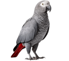 Roberto Aviary | Cute African Grey For Sale
